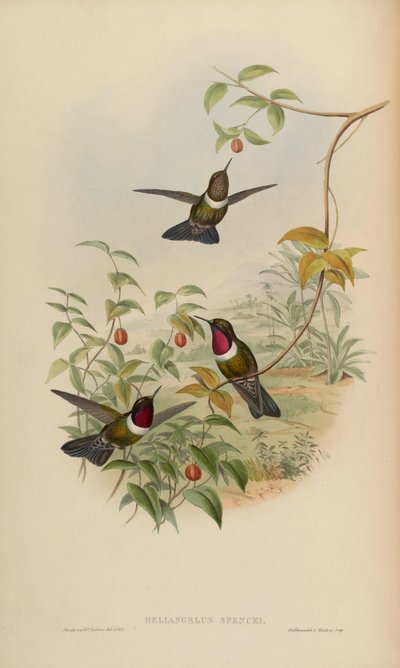 Heliangelus spencei by John Gould